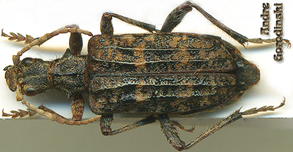 http://www.gorodinski.ru/cerambyx/Rhagium fortecostatum.jpg